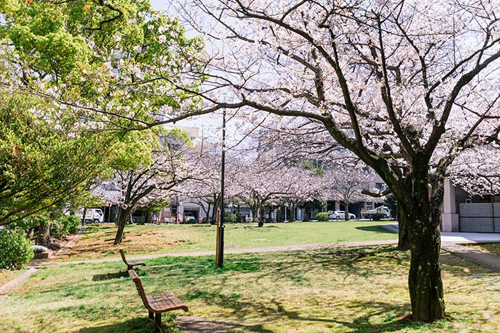 桜町公園